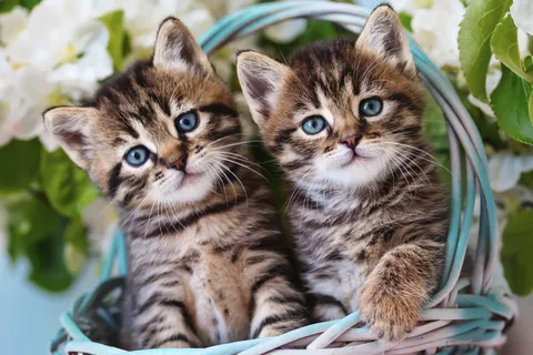 Dos gatitos de ojos azules