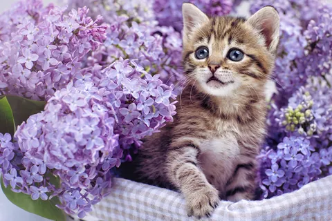 Gatito rodeado de hortensias