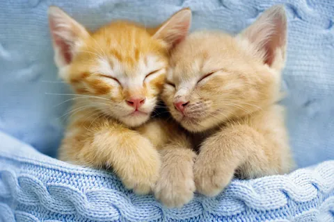 Gatito dormido envuelto en una manta