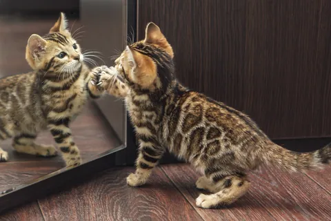 Gatito jugando con un espejo