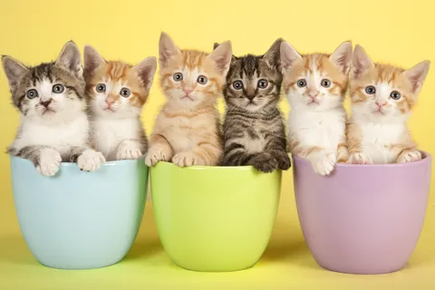 Seis gatitos en tazas