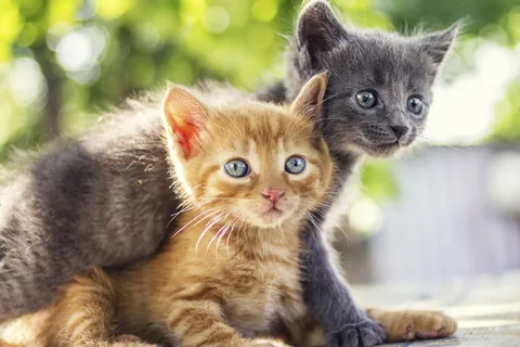 Dos gatitos jugando al aire libre