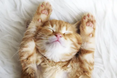 Durmiendo en una manta esponjosa