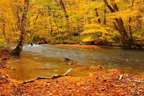 Oirase Keiryu stream in autumn leaves