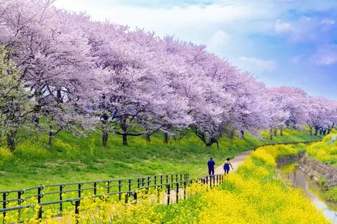Parque Sakura Tsutsumi en Yoshimi