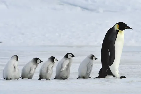 コウテイペンギン