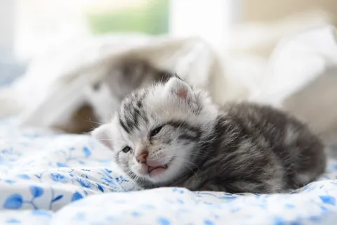 【動く】ふわふわ子猫