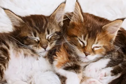 둘이서 낮잠 자는 새끼 고양이