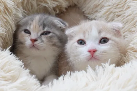스코티시 폴드 새끼 고양이 두 마리