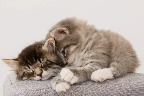 털을 고르는 새끼 고양이