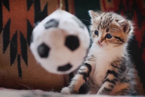 축구공으로 노는 새끼 고양이