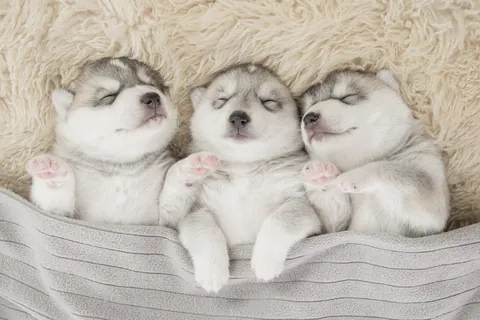 Siberian Husky