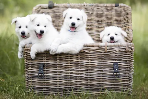 Weißer Schweizer Schäferhund