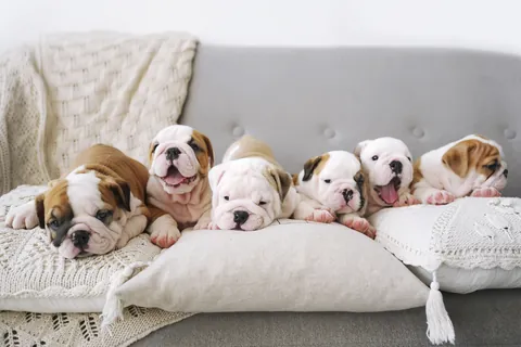 Englische Bulldogge