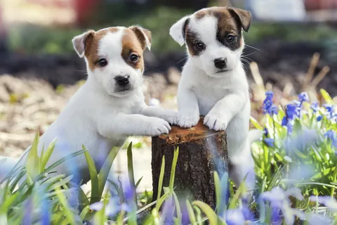 Jack Russell Terrier