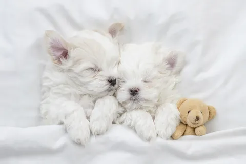 Malteser