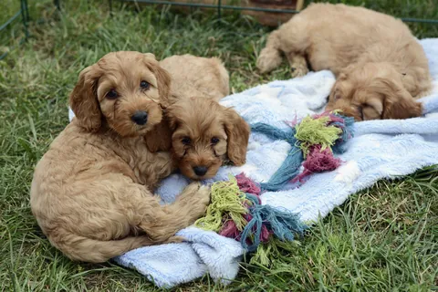 Cockapoo