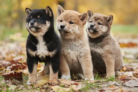 Shiba Inu