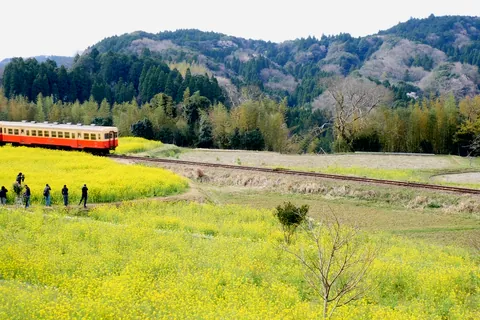 이시가미 유채꽃밭