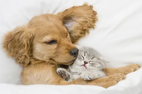 動物たちの不思議な絆