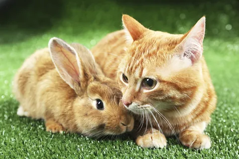 토끼와 고양이