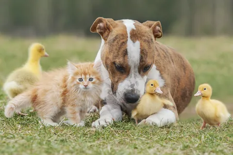 고양이, 개와 새끼 오리들
