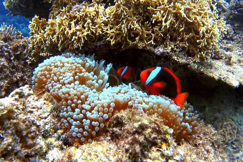 Tomato clownfish in the sea at Aka Island