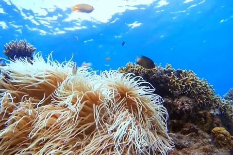 Sea Anemone in the sea at Tokashiki Island