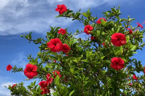 Hibiscus Flowers