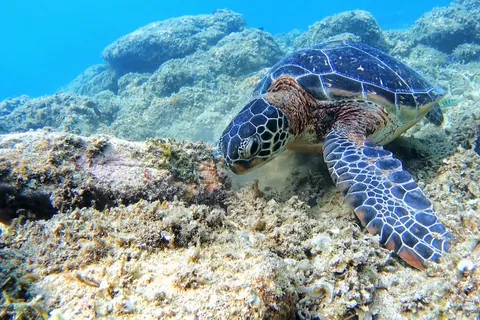 Green sea turtle in the sea at Tokashiki Island