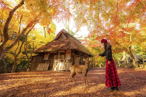 奈良 奈良公園
