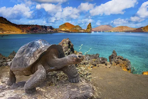 ガラパゴス諸島の野生動物
