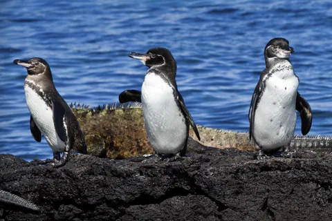 ガラパゴスペンギン