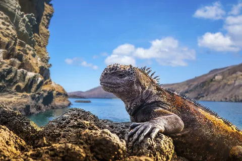 ガラパゴスウミイグアナ