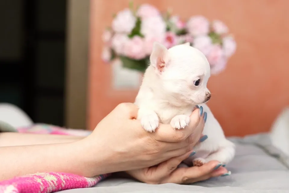 【動く】ふわふわ子犬