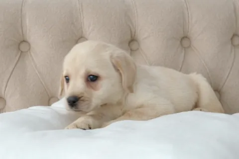 ラブラドール・レトリバーの子犬