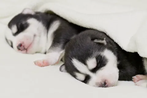 シベリアンハスキーの二匹の子犬