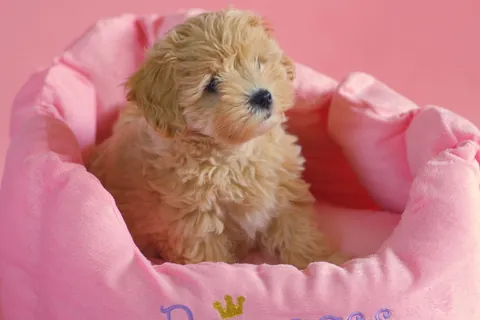 マルプーの子犬