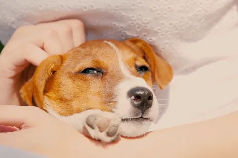 ジャックラッセルテリアの子犬