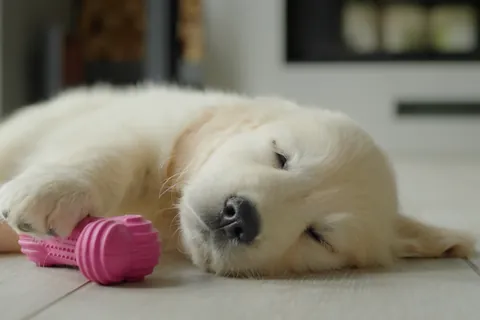 ゴールデンレトリバーの子犬
