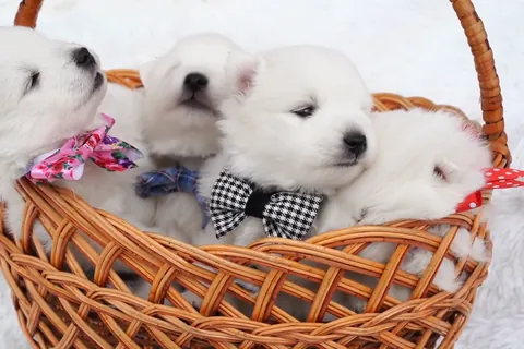 日本スピッツの四匹の子犬