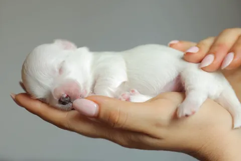 マルチーズの子犬
