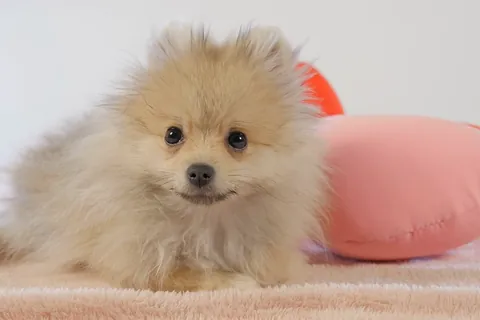 ポメラニアンの子犬