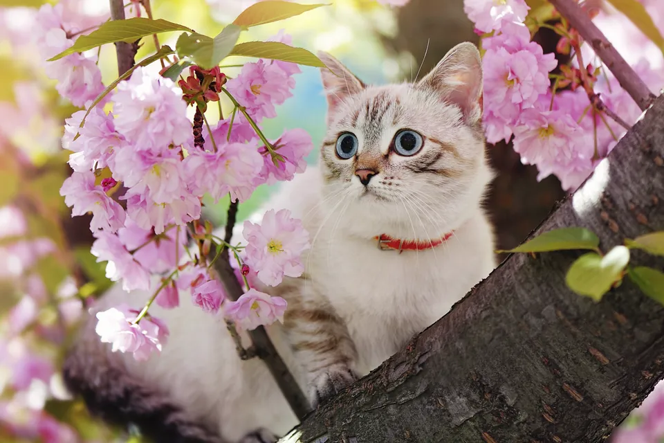 Chats et fleurs