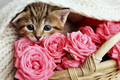 Panier de roses