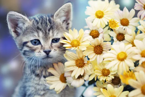 Marguerite