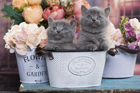 Fleurs variées dans des seaux