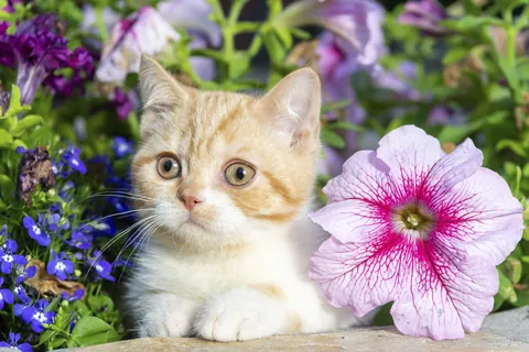 Pétunia