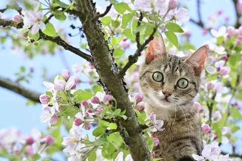 Fleurs de pommier