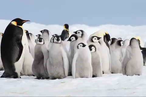 【動く】生き物たちの 優しい時間